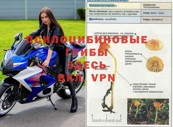 эйфоретик Аркадак